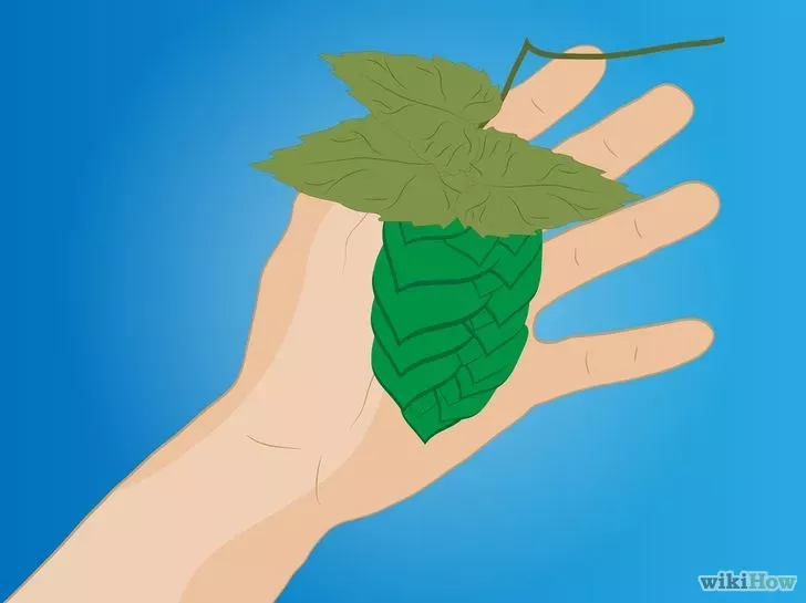 houblon bière maison