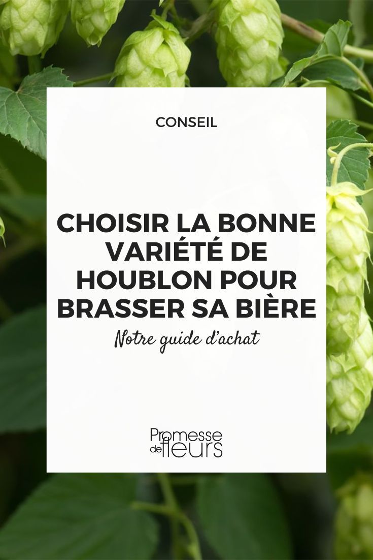 houblon bière maison