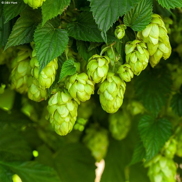 houblon bière maison