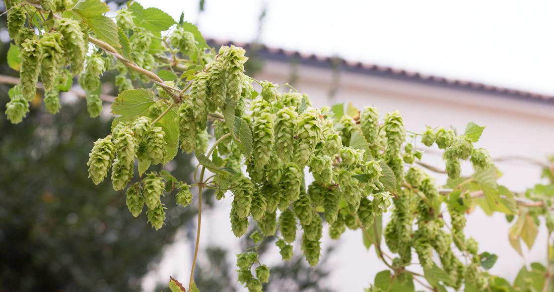 houblon bière maison