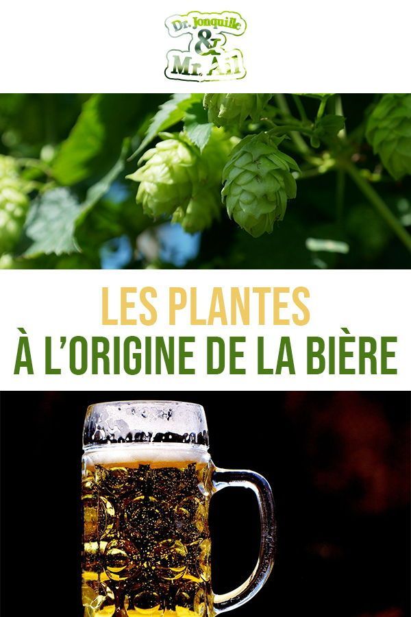 calcul malt houblon bière