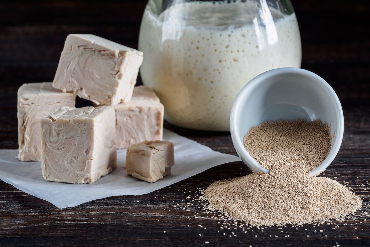 fermentation bière levures