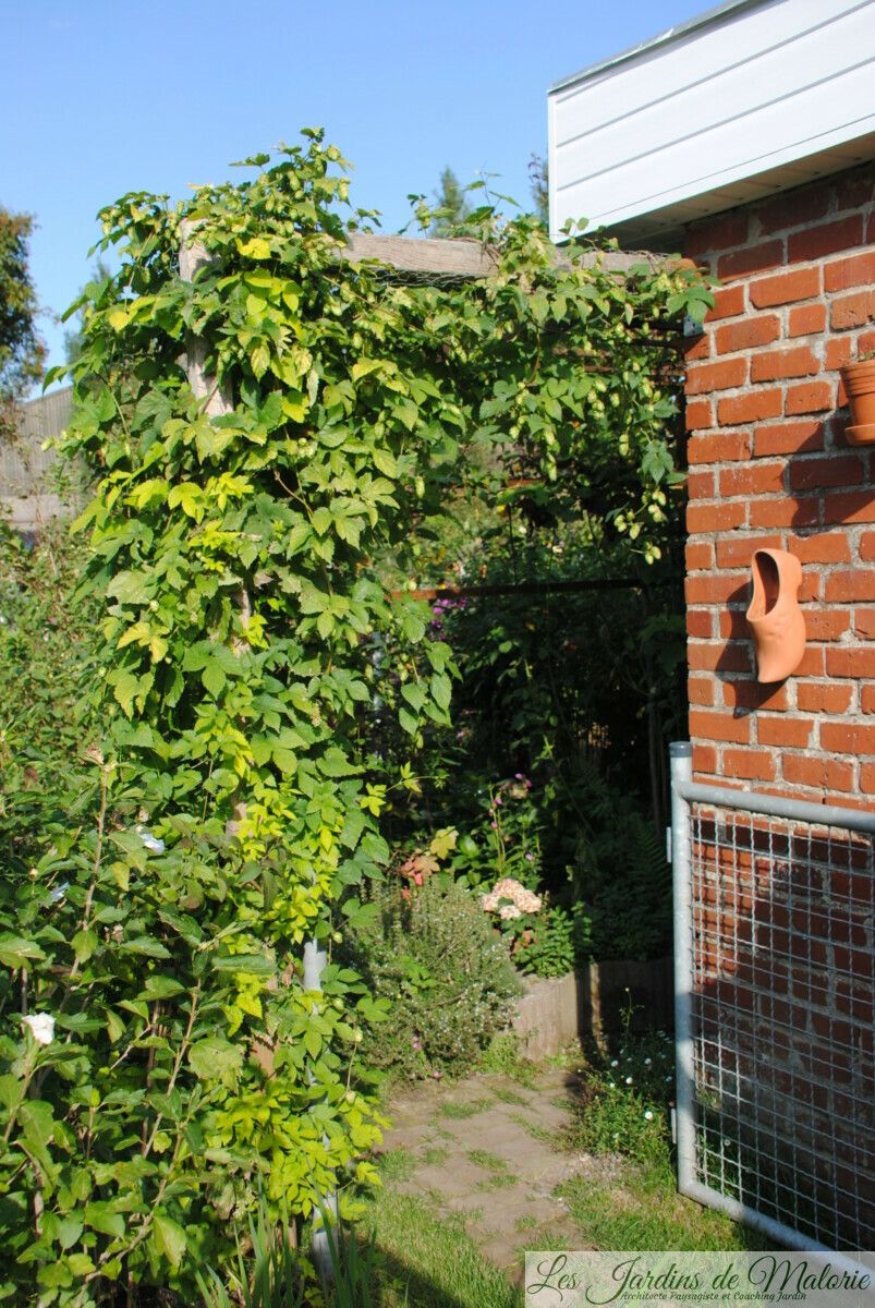 houblon bière maison