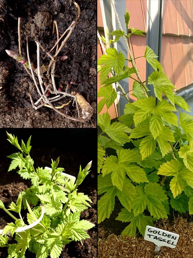 houblon bière maison
