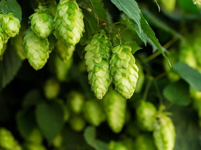 houblon bière maison