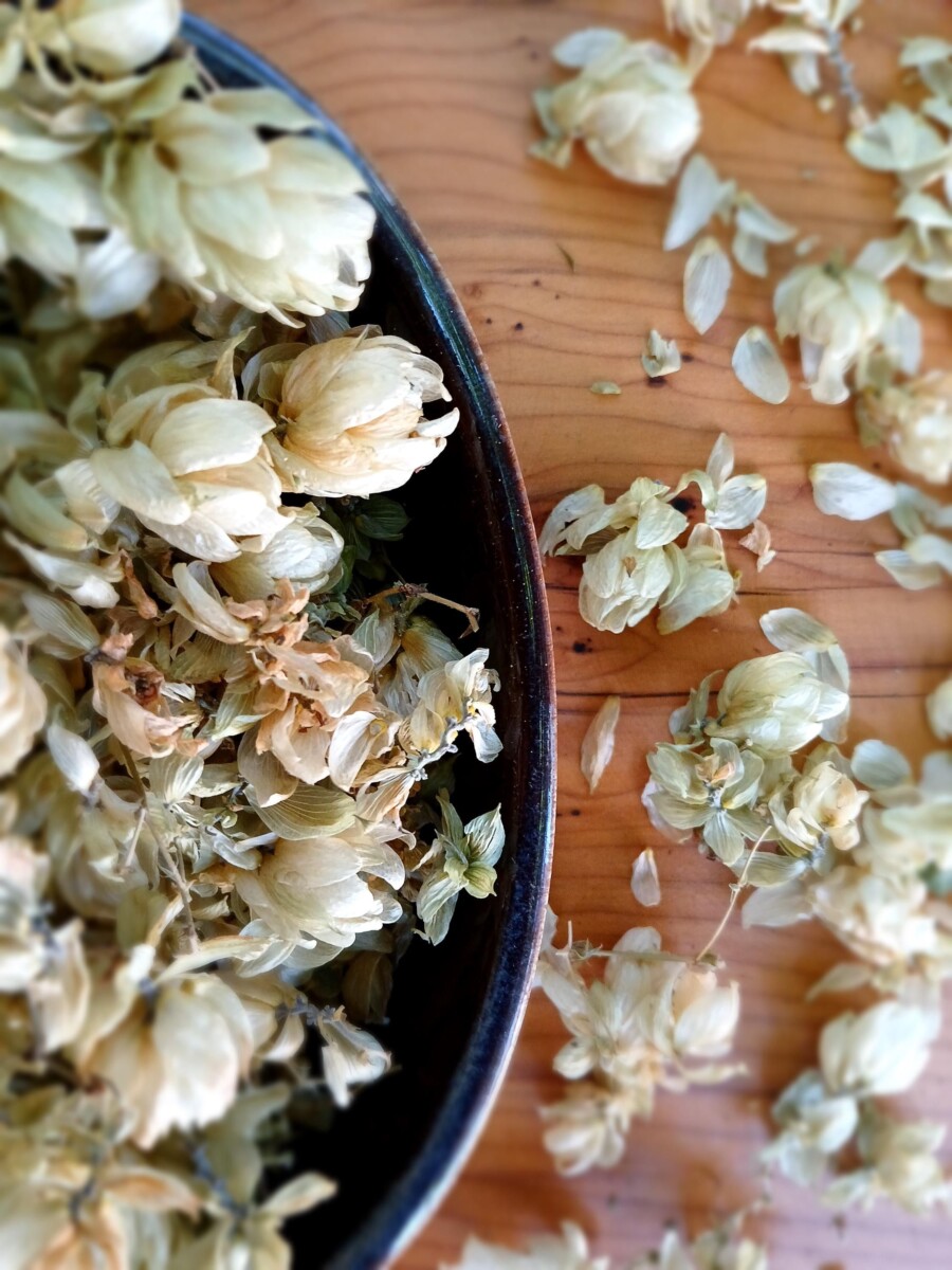 houblon bière maison